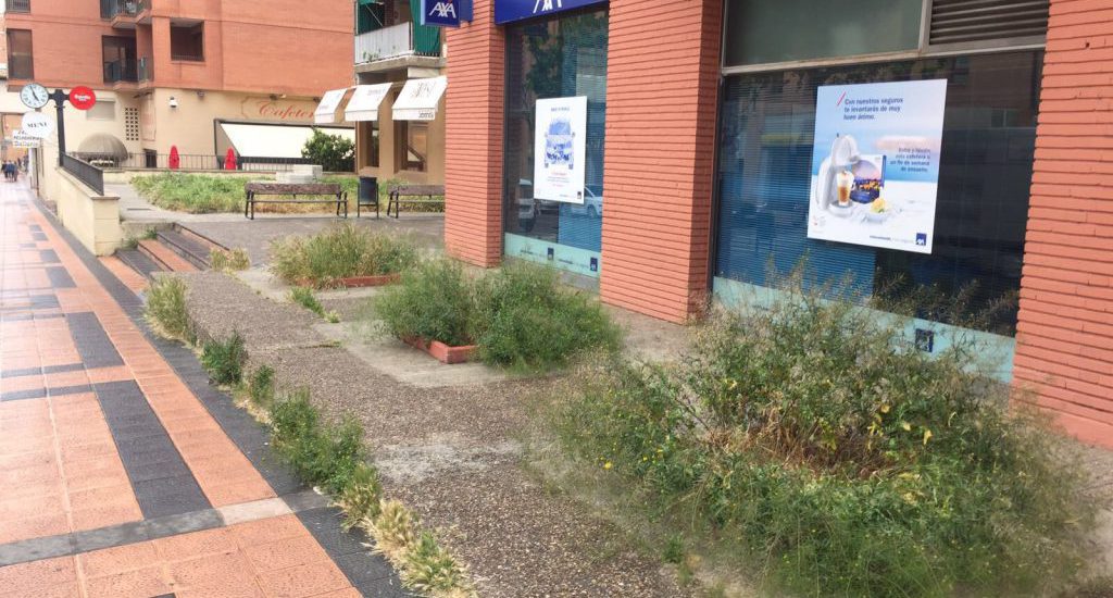 El PAR lamenta que mientras el comercio de Barbastro se esfuerza por embellecer la ciudad con flores, el Ayuntamiento deja crecer matojos de hierba en espacios públicos