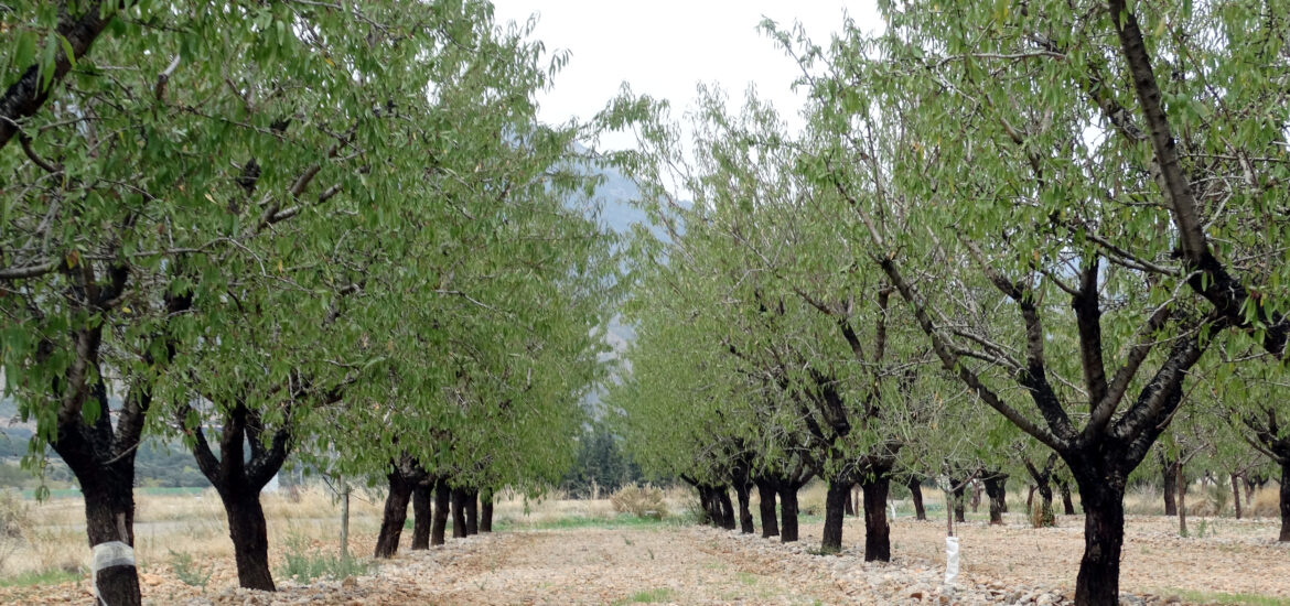 El Grupo Aragonés-PAR de la DPH reivindica una normativa clara y estable para las quemas de residuos agrícolas sin perjudicar a los agricultores